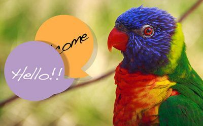 ¿Loro viejo no aprende a hablar?